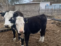 Cow, Latvian Blue cattle — photo 1