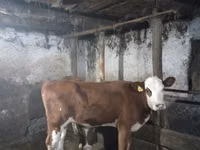 母牛, Simmental cattle — 照片 1