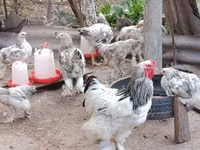 Brahma — Foto 1