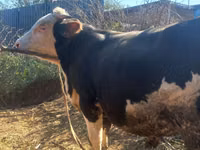 公牛, Kazakh White-headed cow — 照片 1