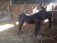 Hengst, Nonius horse — Foto 1