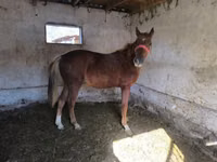 Hengst, Thoroughbred horse — Foto 2