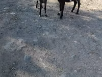 تيس, الماعز — الصورة 4