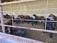 أغنام (دفعة، الجنس غير محدد), Hissar sheep — الصورة 1