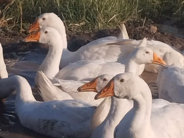 Geese — Kirgisistan