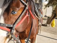 Caballo, Caballos — foto 7