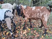 公山羊, Nubian Goat — 照片 2