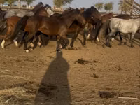 Yegua, Kazakh horse — foto 5