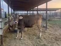 母牛, Swiss cattle — 照片 2