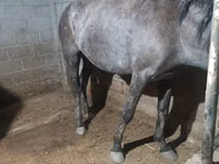 Stute, Budyonny horse — Foto 2
