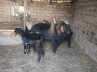 Cabra, Saanen goat — foto 5
