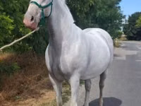 Stute, Lipizzaner — Foto 2