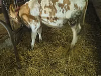 Cow, Simmental cattle — photo 3