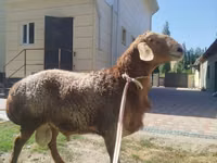 كبش, Tian-Shan semifinewool sheep — الصورة 3