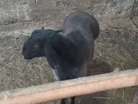 公羊, Sheep — 照片 5