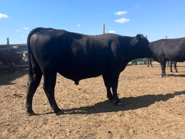 公牛, Aberdeen-Angus — 哈萨克斯坦