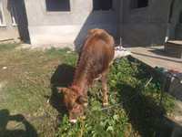 Vaca, Swiss cattle — foto 2