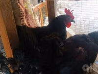 Chickens — Foto 2