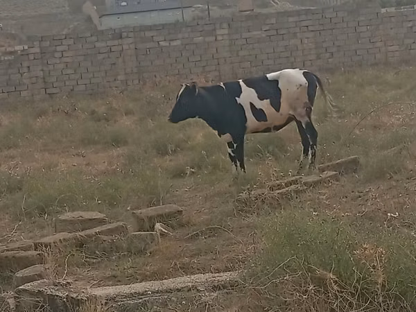 母牛, Russian Black pied cattle