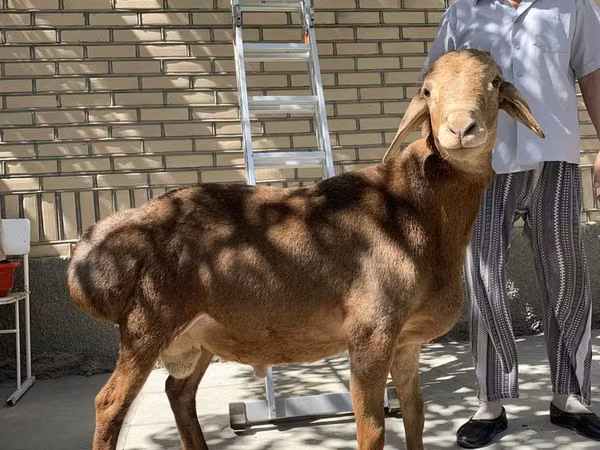 كبش, Arashan sheep — أوزبكستان