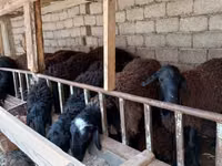 كبش, Blackheaded Persian sheep — الصورة 1
