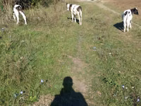 Bulle, Rinder — Foto 2