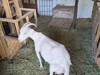 Cabra, Cabras — foto 6