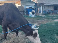 Vaca, Russian Black pied cattle — foto 2