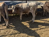 Toro, Raza Alatau — foto 8