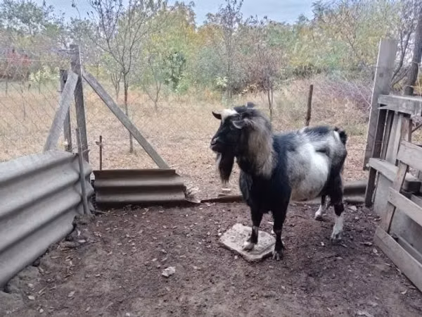 Ziegenbock, Ziegen