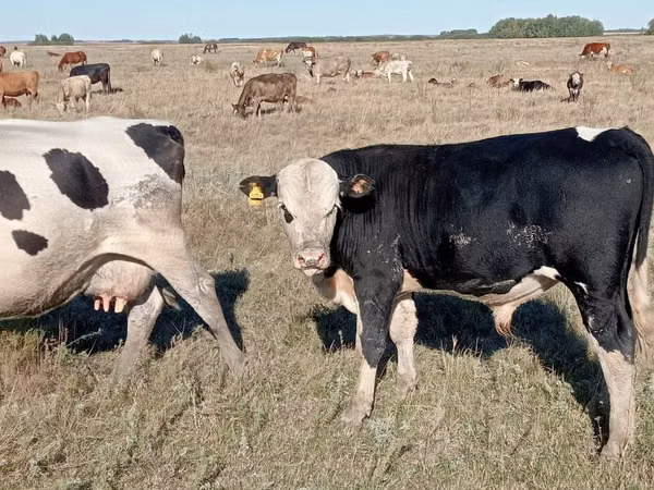 公牛, Simmental cattle — 哈萨克斯坦