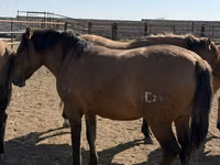 حصان, Mugalzhar horse — الصورة 1