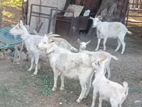 Ешкі, Dutch Landrace goats — 2-сурет