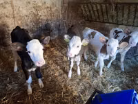Kuh, Simmental cattle — Foto 5