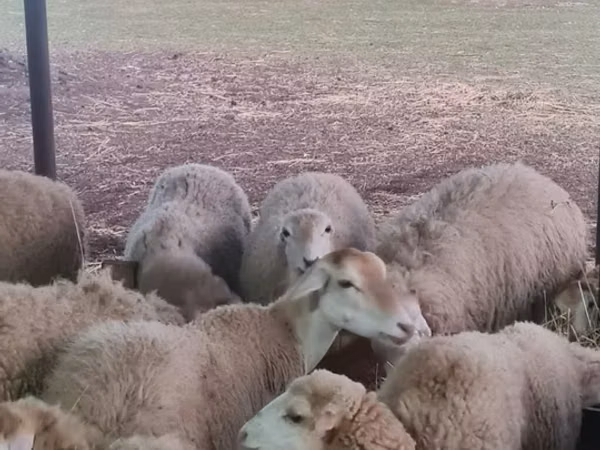Schaf, Schafe