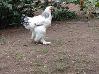 Brahma — Foto 3