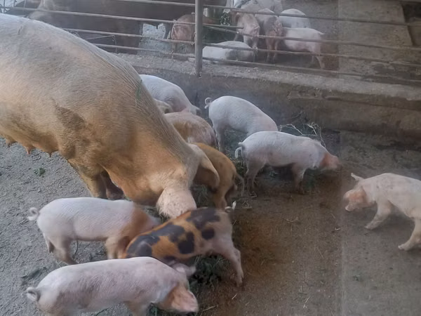 Schweine (Partie, Geschlecht nicht angegeben), Schweine — Kasachstan