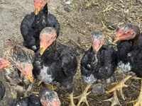 Chickens — photo 7