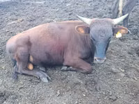 Bulle, Simmental cattle — Foto 2