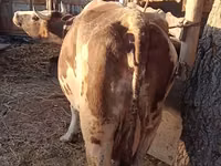 गाय, Simmental cattle — फ़ोटो 3