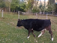 Cow, Cattle — photo 3
