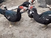Ducks — foto 2