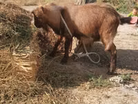 Ziege, Alpine goat — Foto 1