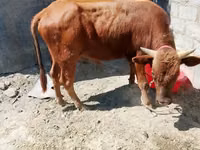 公牛, Cattle — 照片 2