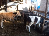 Bovinos (lote, sexo no especificado), Ganado vacuno — foto 1