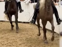 Hengst, Rocky Mountain Horse — Foto 2