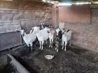 Goat, Goats — photo 1