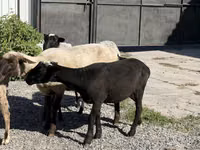 نعجة, Hissar sheep — الصورة 3