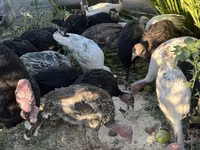 Turkeys — photo 2
