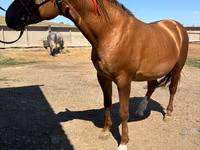 Caballo, Russian Don — foto 5